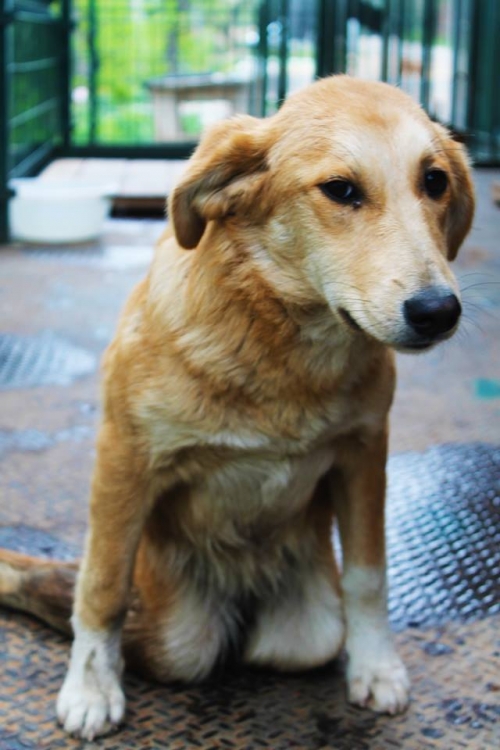 მეტისი უსახელო