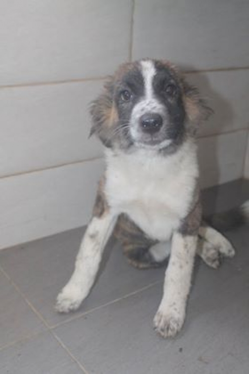 მეტისი უსახელო