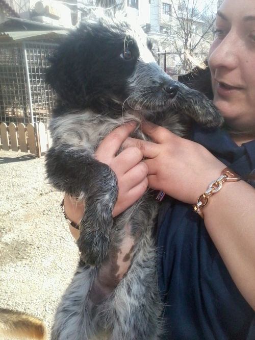 მეტისი უსახელო