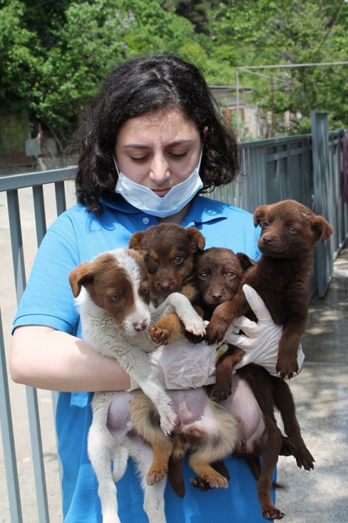 მეტისის ლეკვები უსახელო