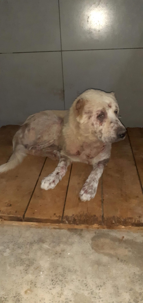 ქართული ქოფაკი უსახელო