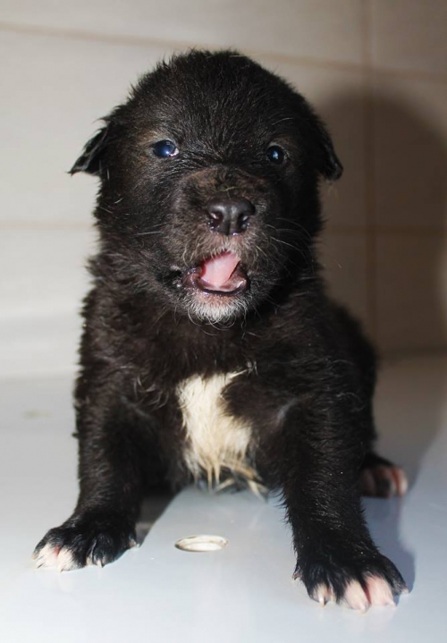 მეტისი უსახელო