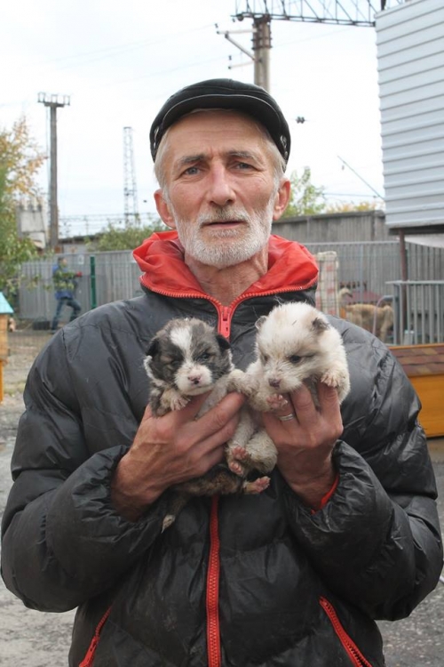 მეტისის ლეკვები უსახელო