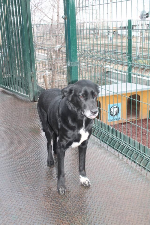 მეტისი ჯინა