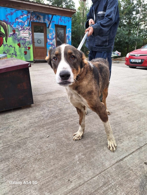 ქართული ნაგაზი გადმოყვანილია მუნიციპალური თავშესაფრიდან