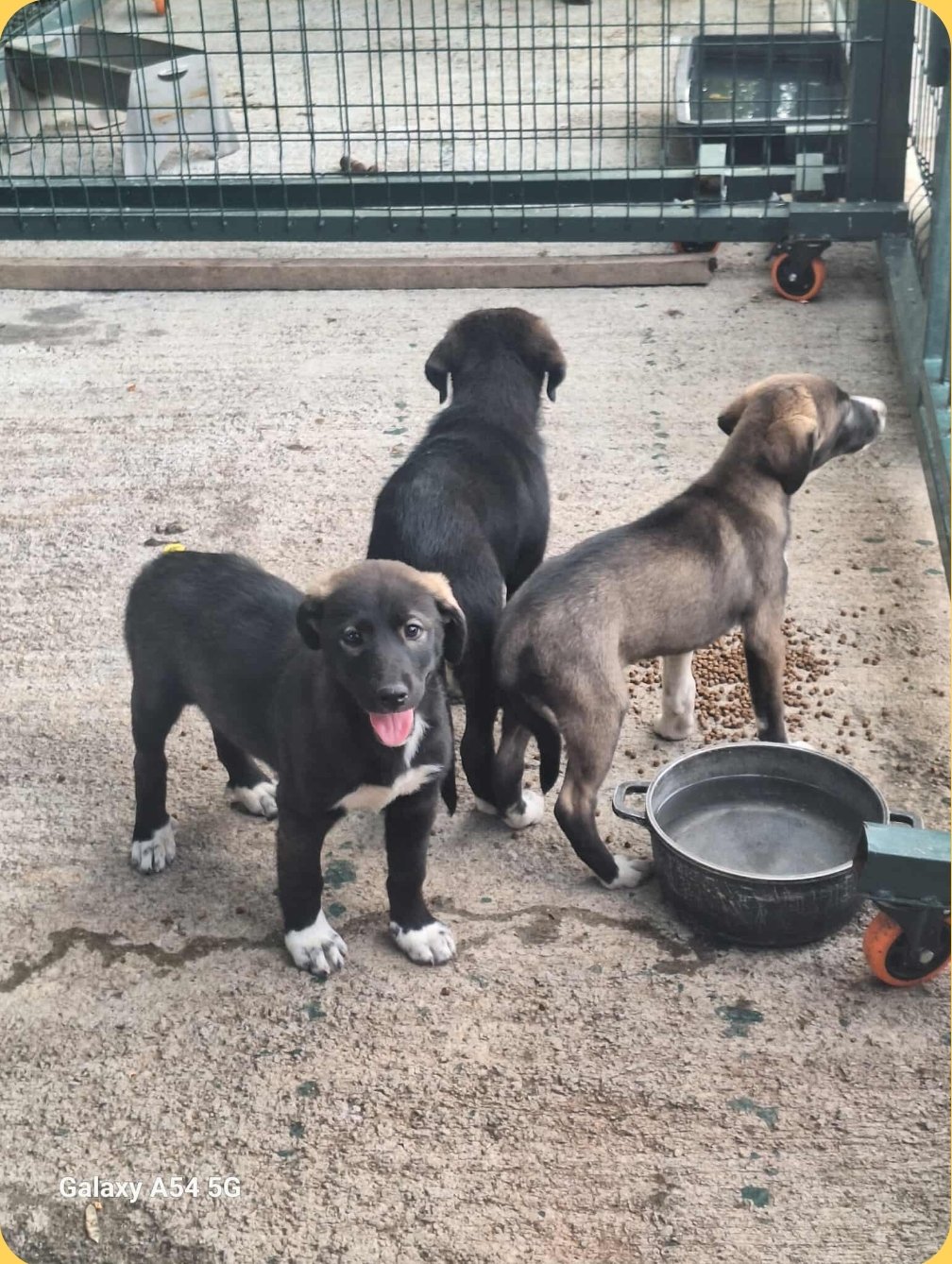 მეტისის ლეკვები. ლიანდაგები.