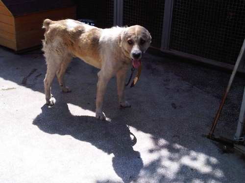 * გარდაცვლილები ქართული ქოფაკი