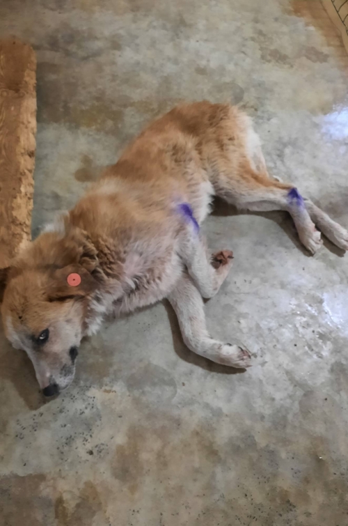 მეტისი საჩხერეს რაიონი