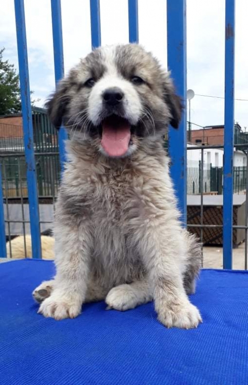 მეტისი უსახელო