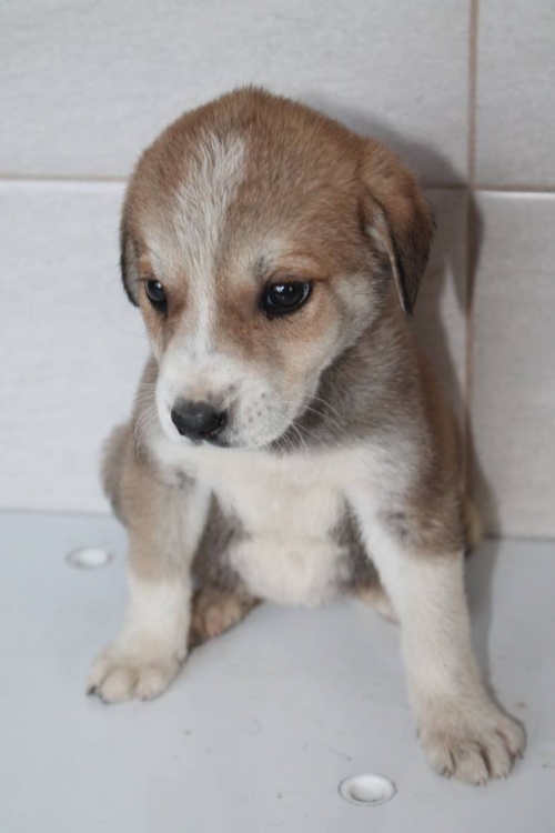 მეტისი უსახელო