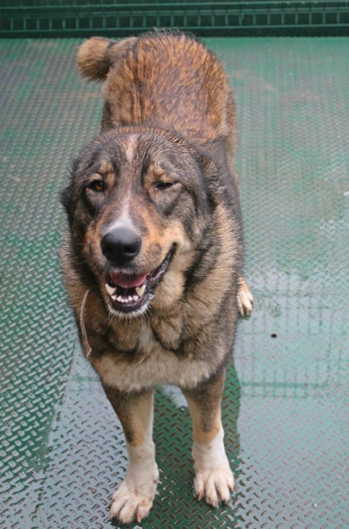 ქართული ნაგაზი ჯესი