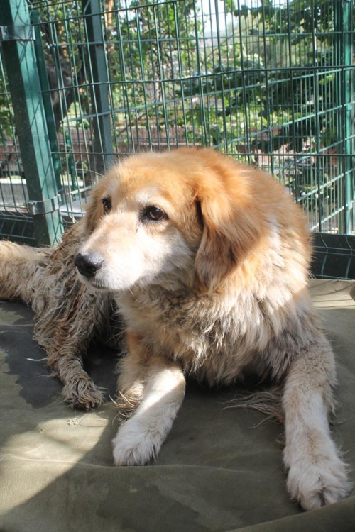 მეტისი ქეთი