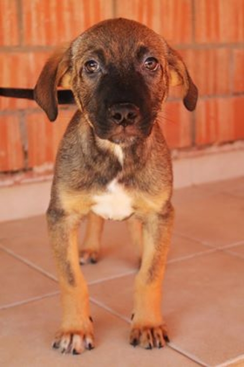 მეტისი ბობი