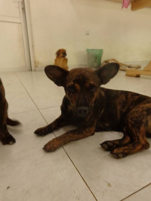 მეტისი ჩიპო