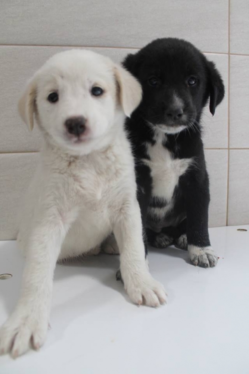 ლაბრადორის მეტისი უსახელო