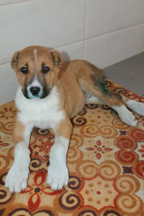 ალაბაი ბასარა