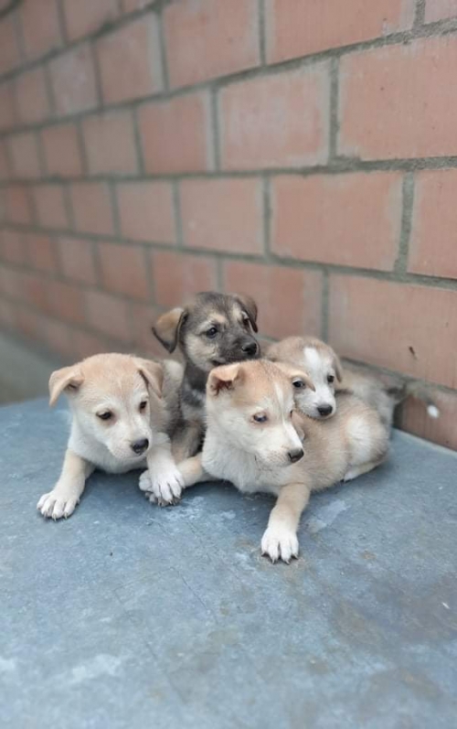 მეტისი ჯავახეთის ქუჩა