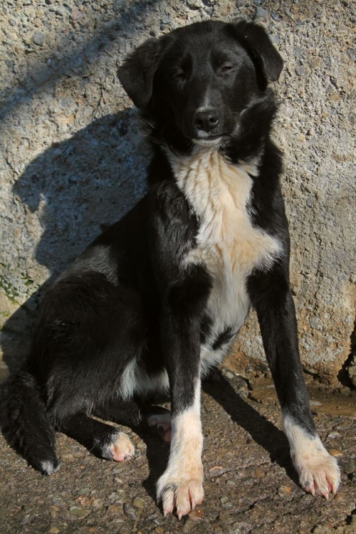 მეტისი ჩორნა