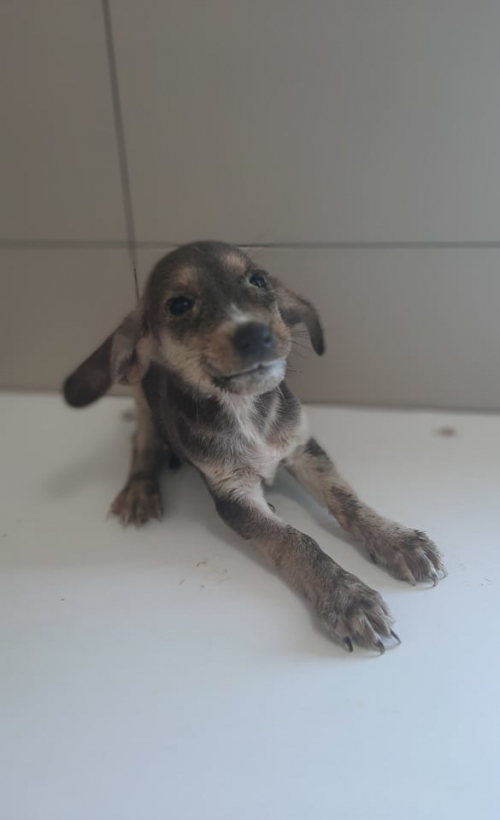 მეტისი ნაპოვნია თბ. სამტედიის ქუჩაზე