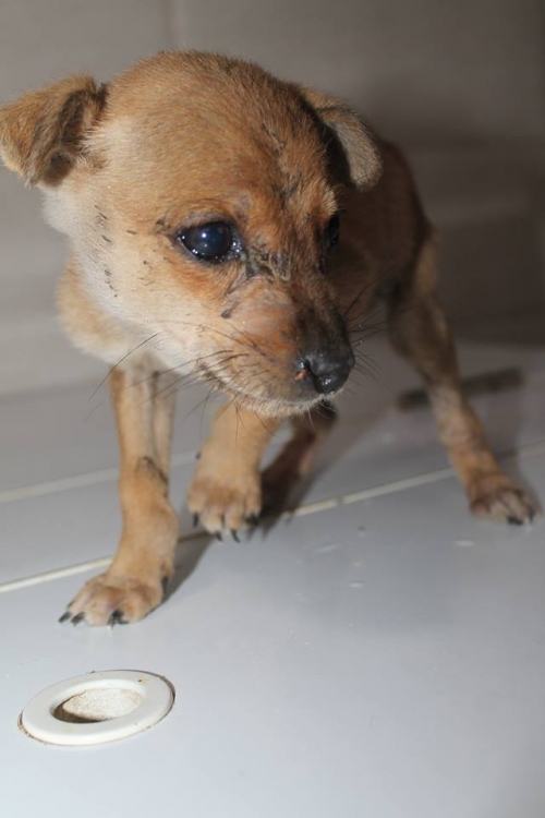 მეტისი უსახელო