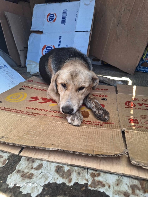 მეტისი მოსკოვის პროსპექტი