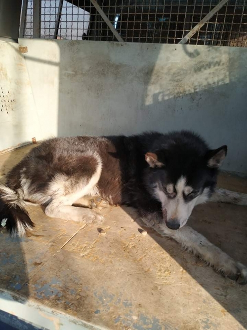 ლაიკა უსახელო