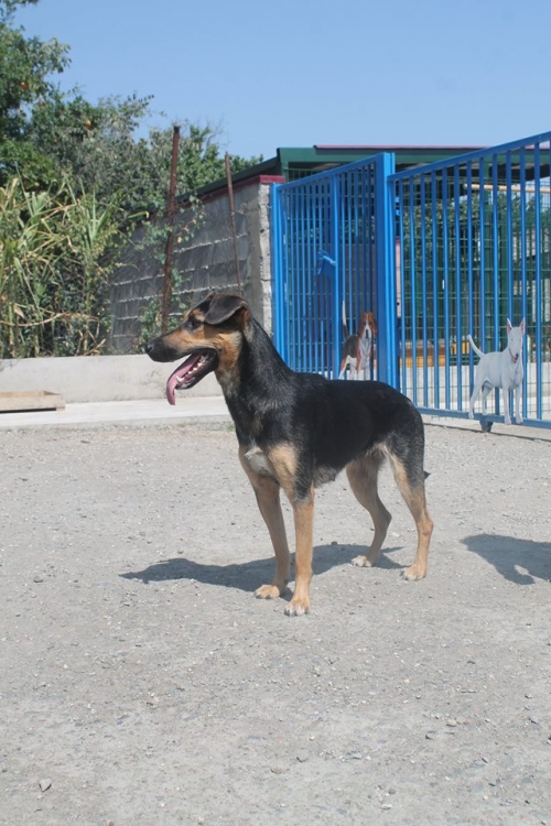 მეტისი ჯესი