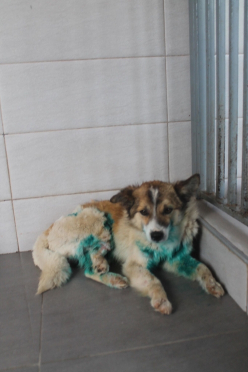 მეტისი ჩარლი