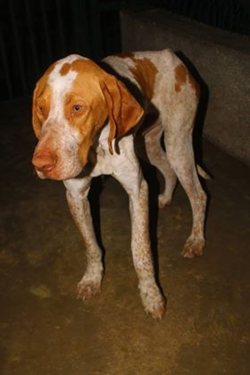 პოინტერი უსახელო