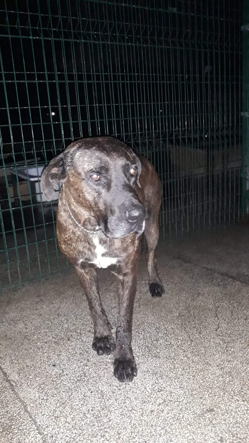 კანე კორსო უსახელო