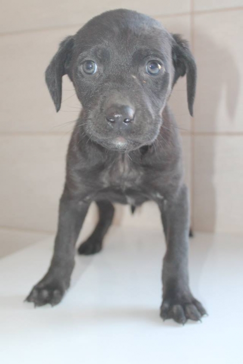 ლაბრადორის მეტისი უსახელო