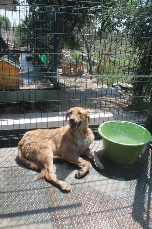 მეტისი უსახელო