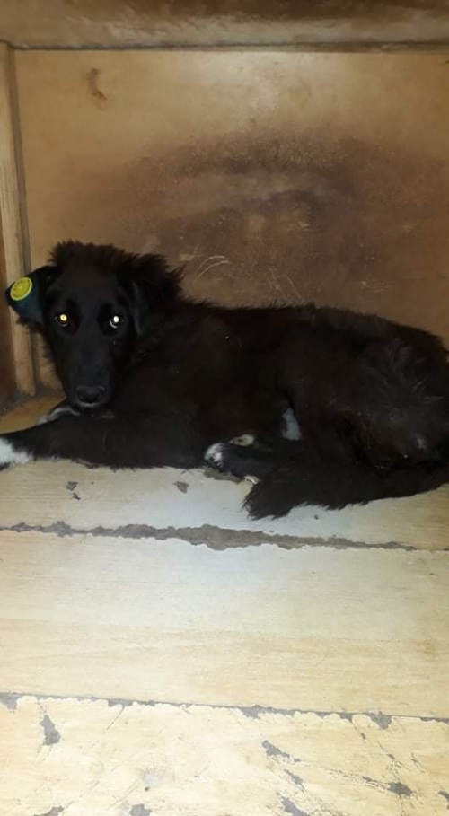 მეტისი უსახელო