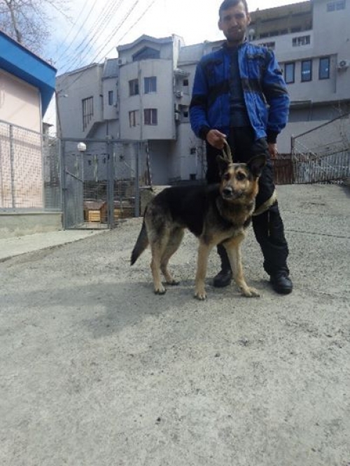 გერმანული ნაგაზი ლინდა