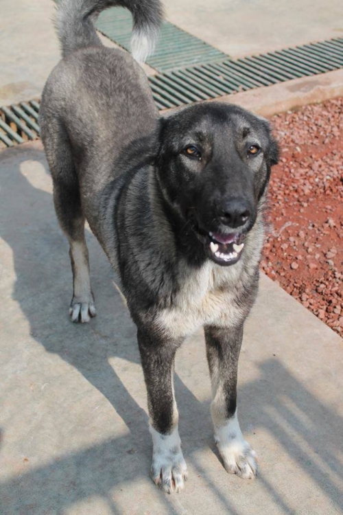 ქართული ქოფაკი კაფკა