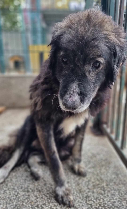 მეტისი სოფელი გამარჯვება