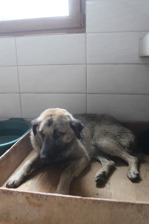 მეტისი უსახელო