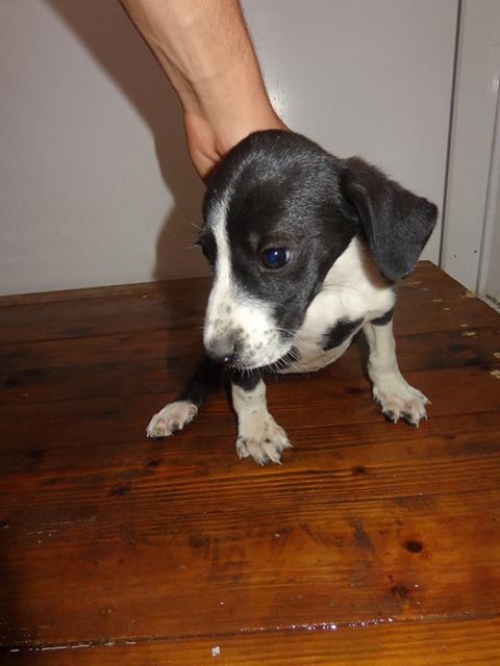 მეტისი უსახელო