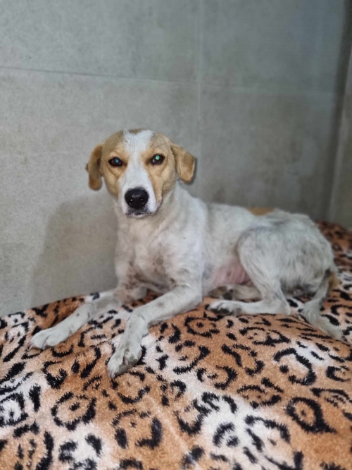 მეტისი გარდაბანი