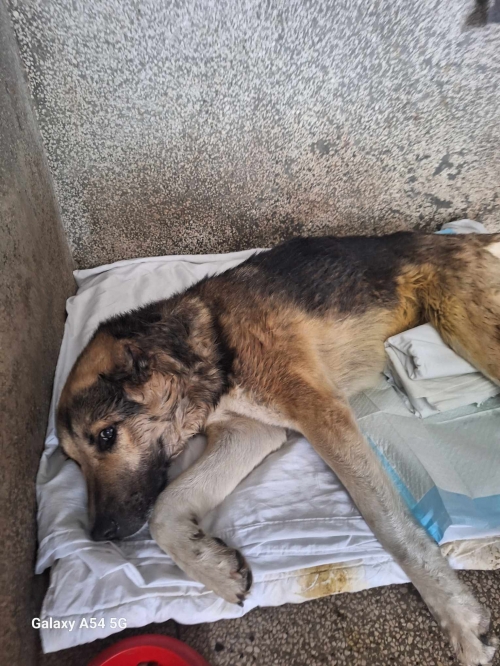 ქართული ქოფაკი ხაშური