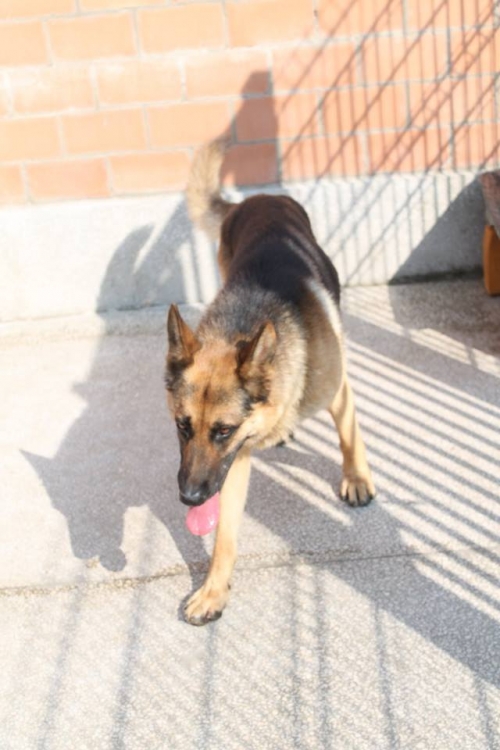 გერმანული ნაგაზი კოტე