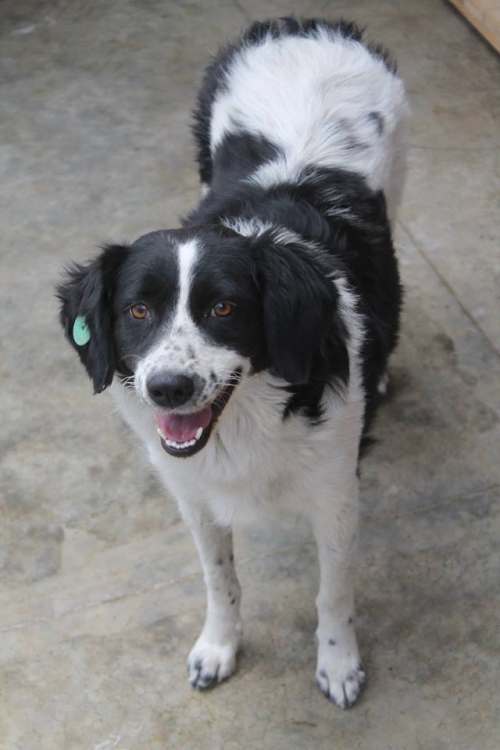 მეტისი ტიგრანა