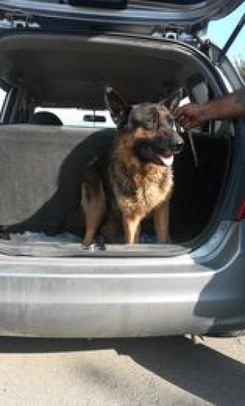 გერმანული ნაგაზი გარდაბანი