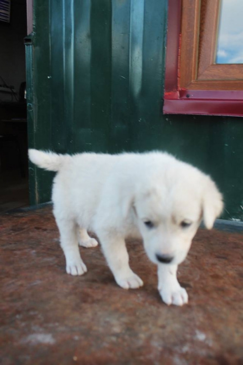 ქართული ქოფაკი უსახელო