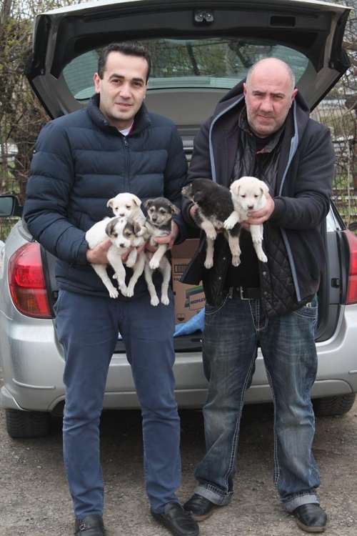 ლაიკის მეტისი უსახელო