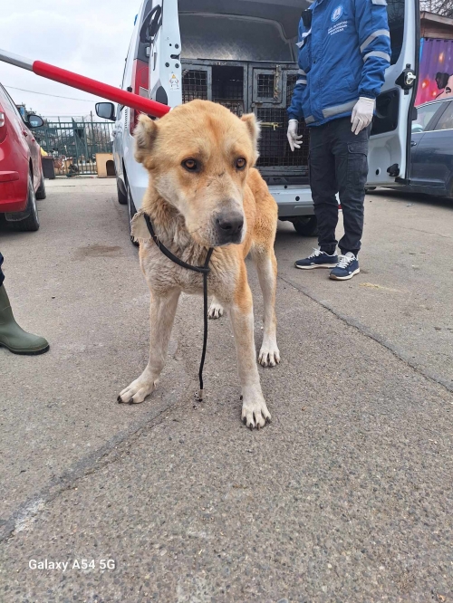 ქართული ნაგაზი დოლაბაურის ქუჩა