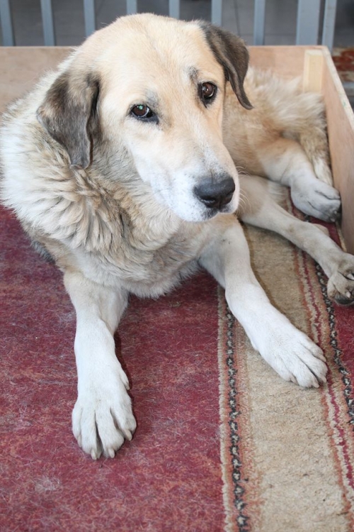 მეტისი უსახელო