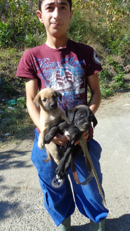 მეტისის ლეკვები უსახელოები