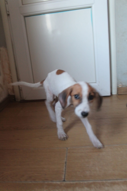 მეტისი ლესი