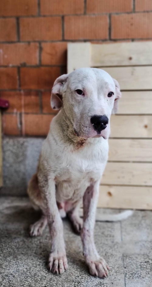 არგენტინული დოგი უსახელო